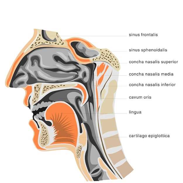 Расположение и важность вен головы и шеи в организме